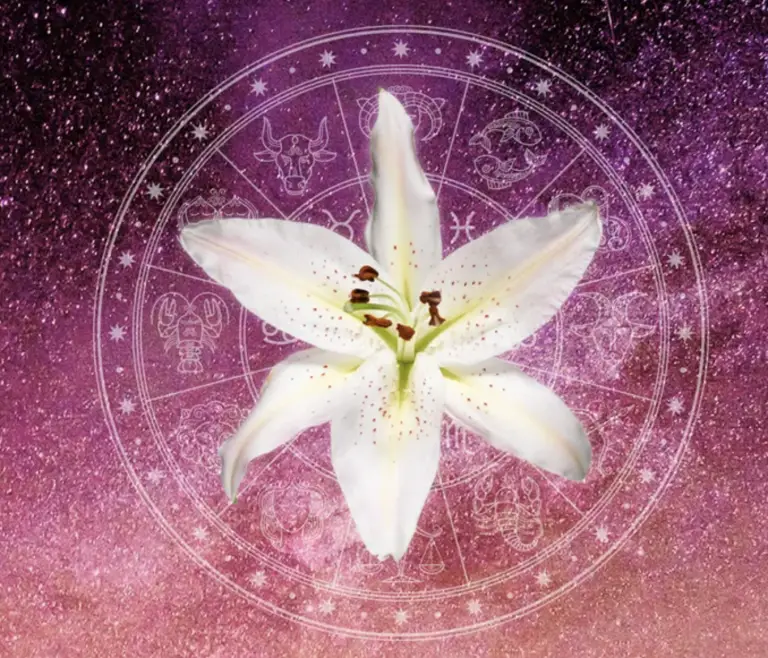HOROSCOP FLORAL: ce floare corespunde fiecarei zodii si care este semnificatia aceasteia